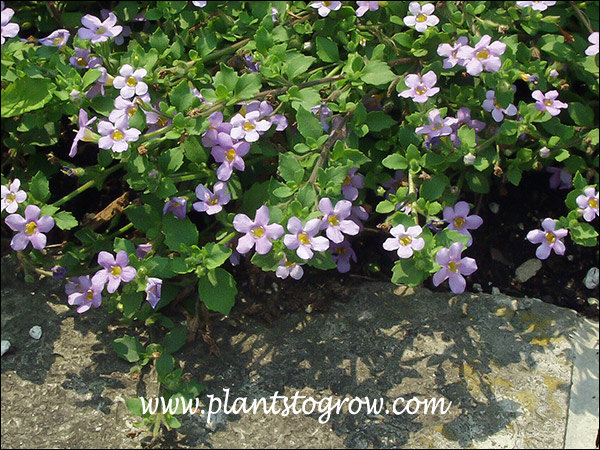 These flowers were blue with a tinge of pink.
